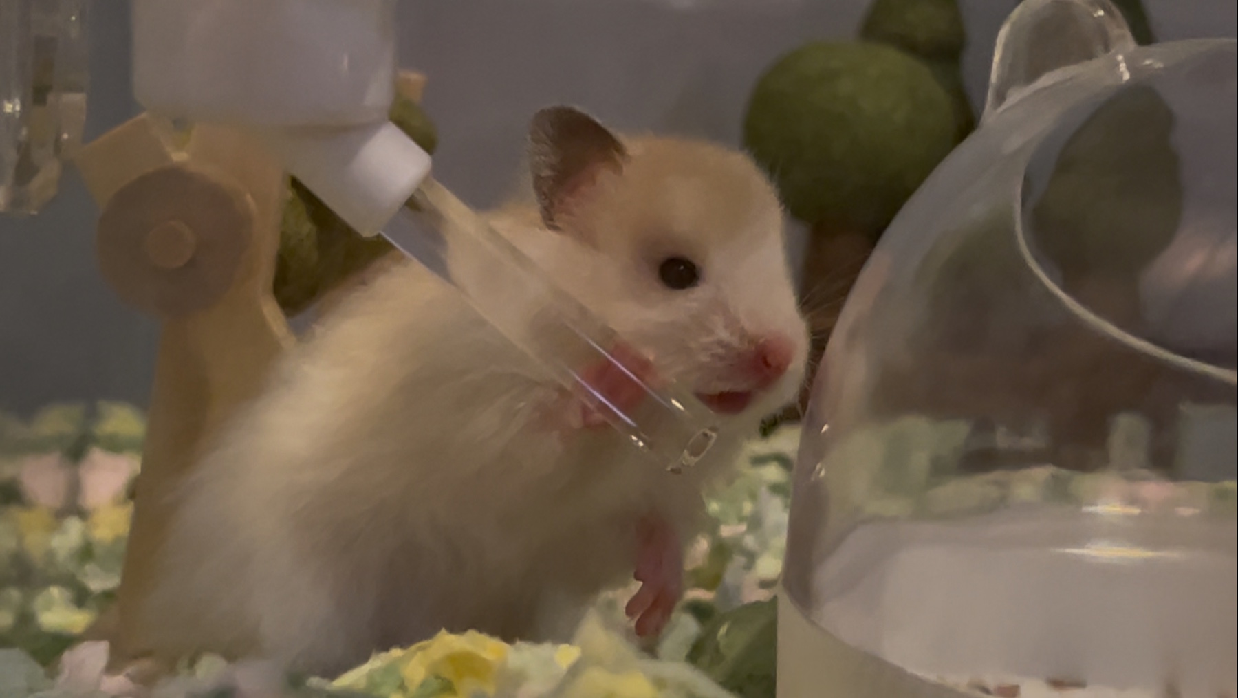 Qingrui Lou's hamster approaching the camera in its habitat