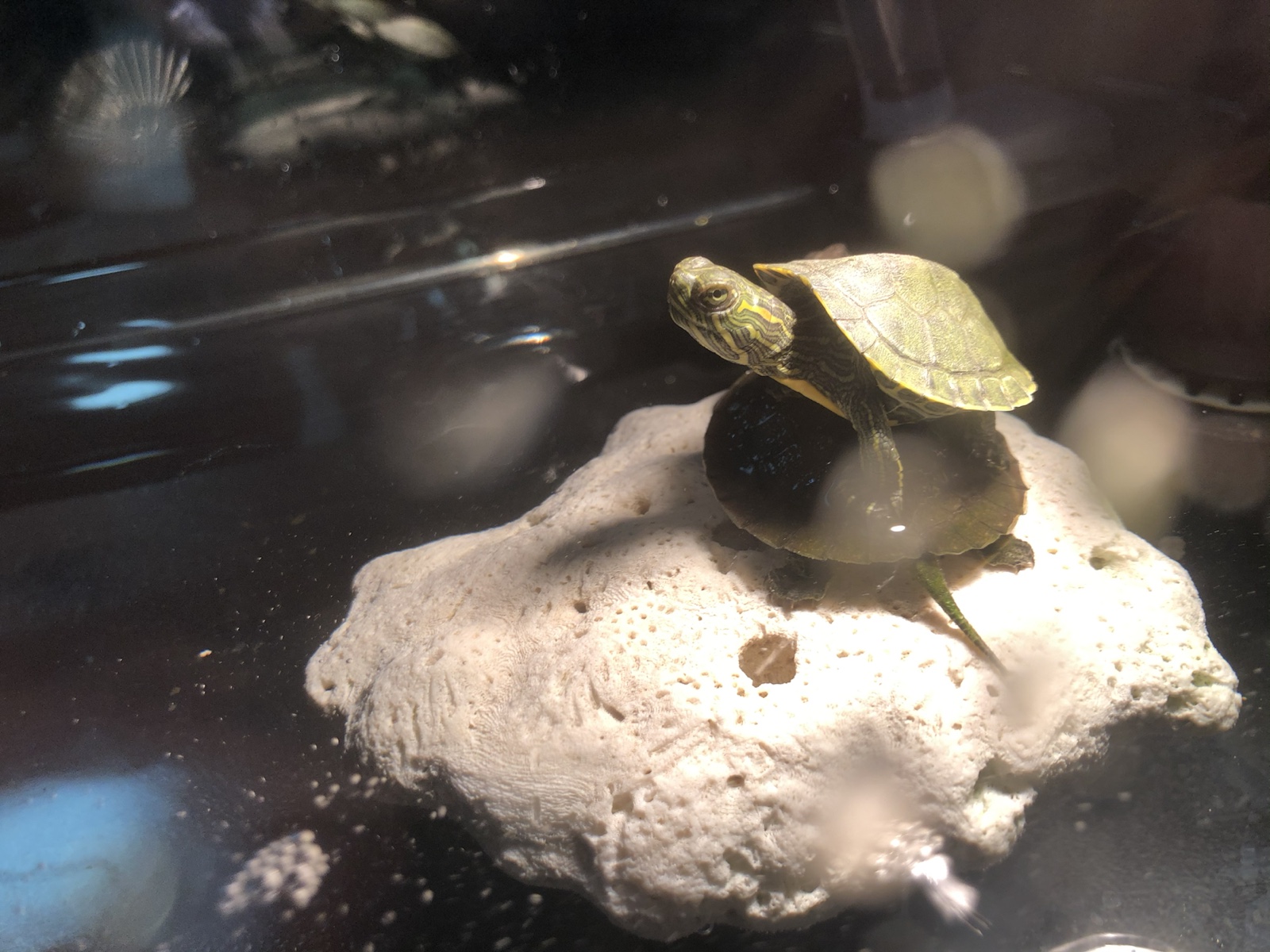 Qingrui Lou's turtle resting on a basking platform in its habitat